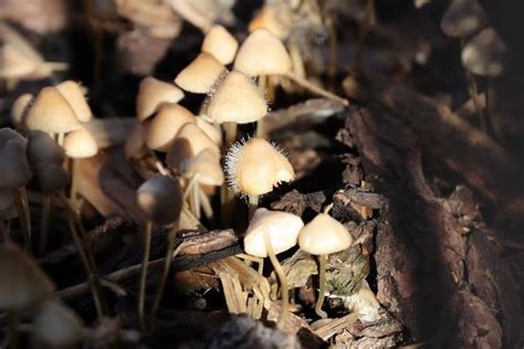 The Complete Guide to Liberty Cap Mushrooms - Shroomer - muktibox.com