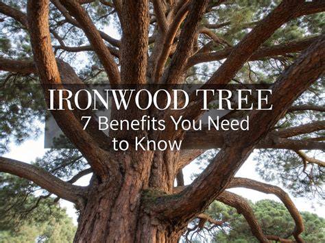 The Complete Guide to Planting for Ironwood Trees - raincitystudios.com