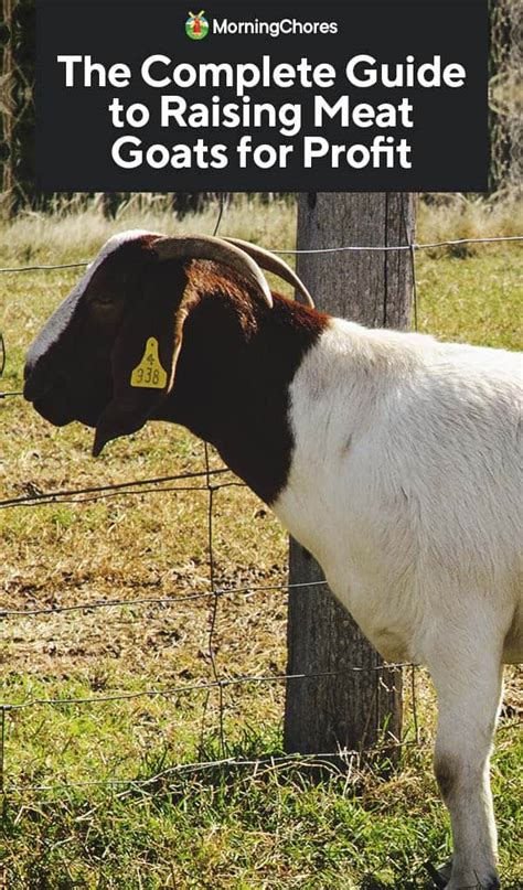 The Complete Guide to Raising Meat Goats for Profit - balustradellc