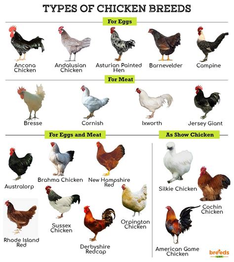 The Complete List Of Chicken Breeds - Chickens And More - balustradellc