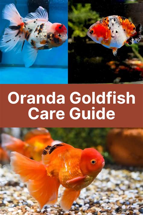 The Complete Oranda Goldfish Care and Compatibility Guide - raincitystudios.com