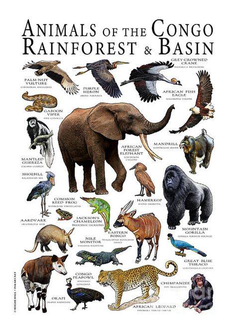 The Congo Basin's Animals & People | WWF | World … - raincitystudios.com