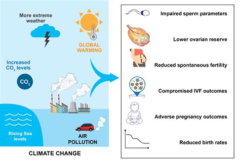 The consequences of climate change and male reproductive health: A ... - muktibox.com