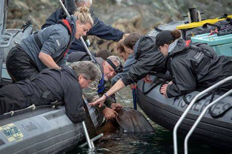 The Contributions of Marine Veterinarians in Rescuing and ... - raincitystudios.com