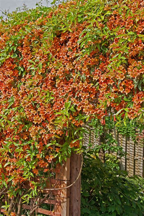 The Crossvine - 11922 Lofted Bloom, San Antonio TX | Livabl - balustradellc