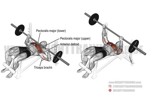 The Decline Bench Press: A Full Guide - 1st Phorm - balustradellc