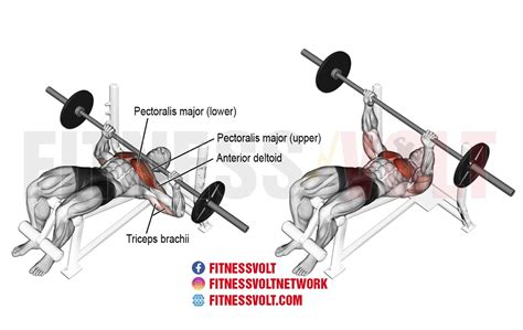 The Decline Bench Press for Your Chest - balustradellc