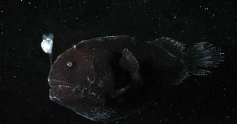 The Deep Seas Are Alive With Light - The New York Times - wintechmobiles.com