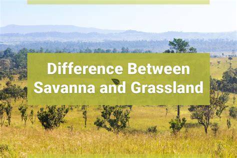 The Difference Between A Grassland And Savanna - raincitystudios.com