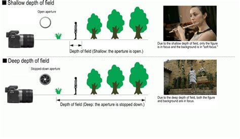 The Difference Between Deep Focus vs. Shallow Focus - balustradellc