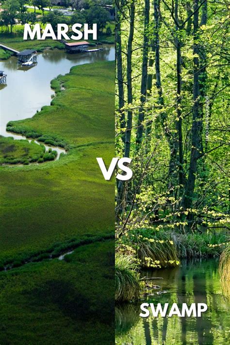 The Difference Between Wetlands, Marshes and Swamps - raincitystudios.com