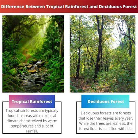 The Differences Between Cloud Forests and Rainforests - raincitystudios.com