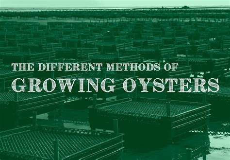 The Different Methods of Growing Oysters - Pangea … - balustradellc