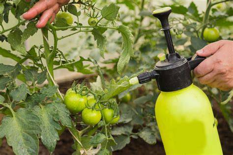 The Dos and Don’ts of Foliar feeding - HYGROZYME - raincitystudios.com