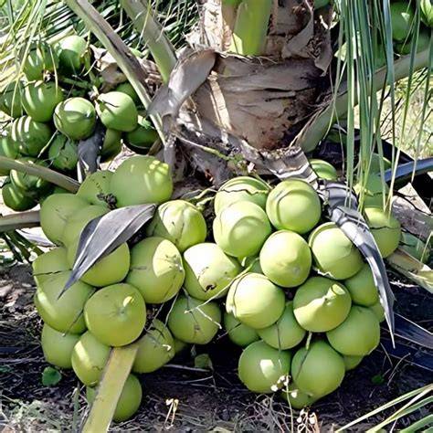 The dwarf hybrid coconut... - Farmvilla Resource Centre - raincitystudios.com