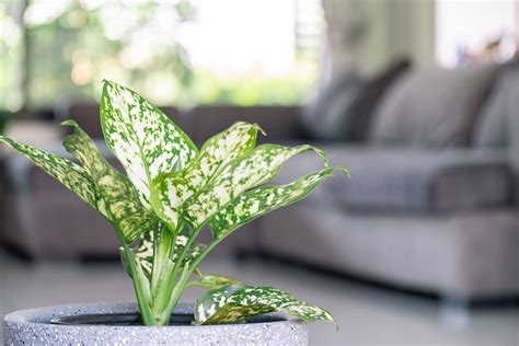 The easiest indoor plants to propagate for free, according to ... - AOL - muktibox.com