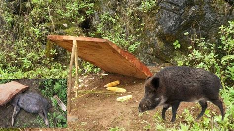 The easiest trap for wild boar pests, can be enormous - balustradellc