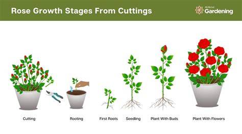The EASIEST Way to Propagate Roses | How to Propagate a Rose from a Cutting - raincitystudios.com