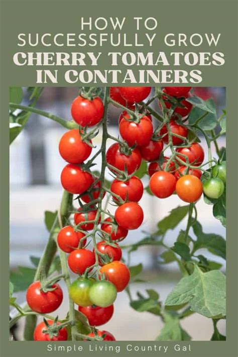 The easy way to grow cherry tomatoes that thrive in pots and ... - MSN - balustradellc