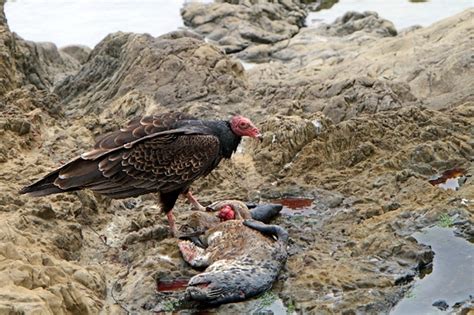The Ecology of Carrion Decomposition | Learn Science at Scitable - wintechmobiles.com