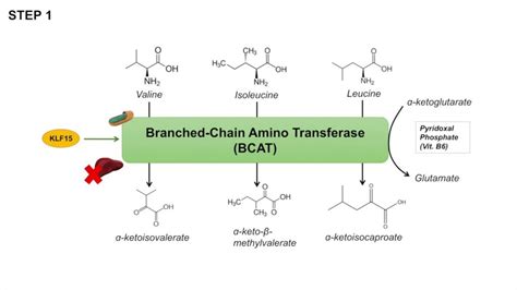 The effect of branched-chain amino acids ... - ScienceDirect - balustradellc