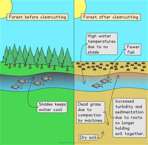 The effect of clear-cutting forests on the environment - raincitystudios.com