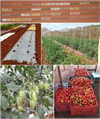 The effect of different mulching on tomato development and yield - balustradellc