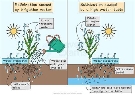 The effect of irrigation with groundwater wells on soil salinity in ... - raincitystudios.com