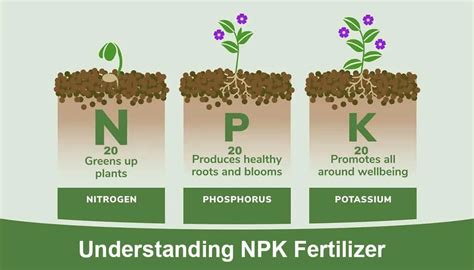 The Effect of Potassium Fertilizer methods on Growth and ... - IPB - raincitystudios.com
