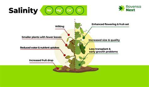The effect of soil and water salinity on the growth and yield of ... - raincitystudios.com