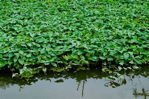 The Effect of Water Spinach on the Water Quality - raincitystudios.com
