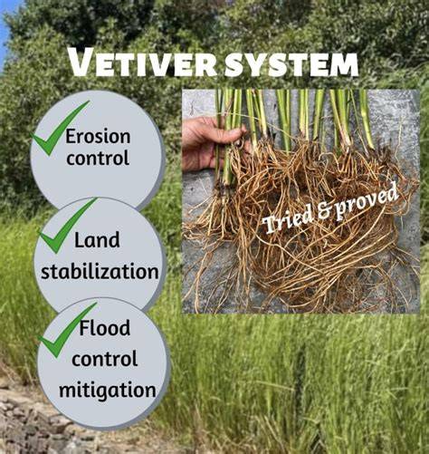 The Effectiveness of Vetiver Grass in Erosion & Sediment Control at a ... - raincitystudios.com