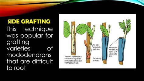 The effects of different grafting methods applied by manual grafting ... - raincitystudios.com