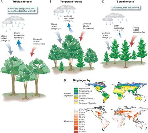 The effects of forest influence on microclimate - 1Library - raincitystudios.com