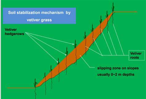 The Efficiency Of Vetiver Grass For Slope Stabilization And Erosion ... - raincitystudios.com