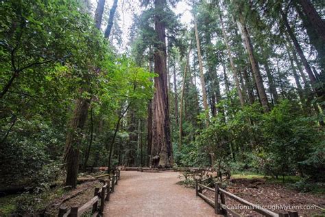 The Eleven Best Redwood Groves in California - balustradellc
