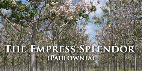 The Empress Splendor (Paulownia) - raincitystudios.com