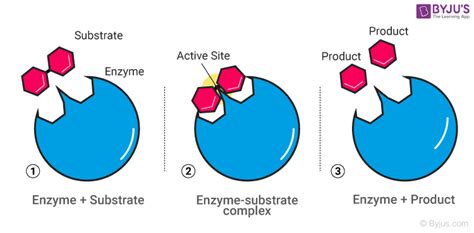 The Enzyme Catalysts Play a Key Role in Biochemical Processes and ... - wintechmobiles.com