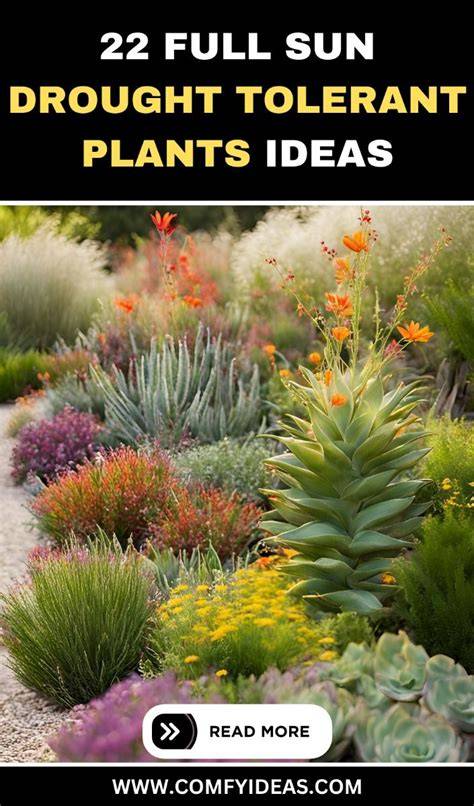 The Essential Guide to Drought Tolerant Plants for … - raincitystudios.com
