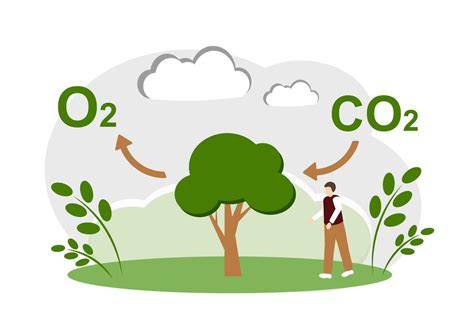 The estimation of CO2 absorption and O2 production from trees on … - raincitystudios.com