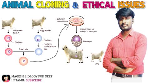 The Ethical Implications of Pet Cloning and Genetic Modification - muktibox.com