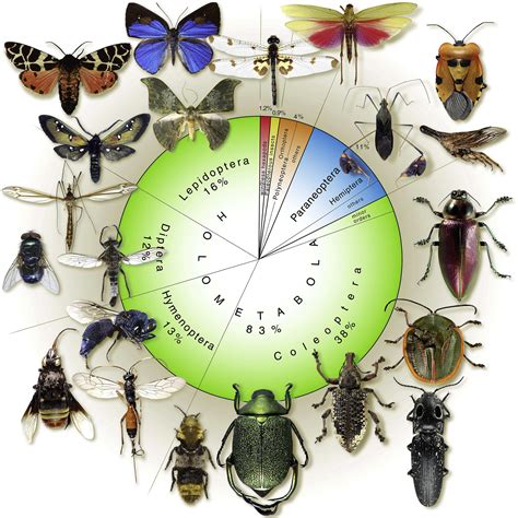 The Evolution of Insect Metamorphosis: Current Biology - muktibox.com