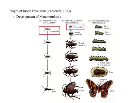 The Evolution of Insect Metamorphosis - ScienceDirect - muktibox.com