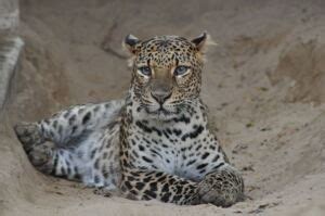 The evolution of the Javan leopard and the urgent need for its ... - raincitystudios.com