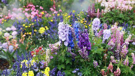 The fast-growing perennial with pink blooms that pollinators absolutely ... - raincitystudios.com