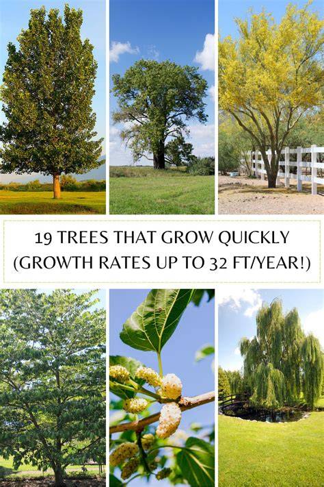 The Fastest Fast Growing Trees | Arbor Day Foundation - raincitystudios.com