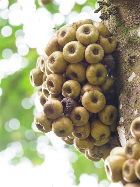 THE FIGS OF BORNEO – A guide to Borneo