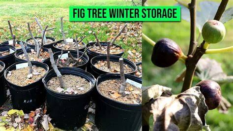 The figs of winter: Seasonal importance of fruiting fig trees (Ficus ... - raincitystudios.com