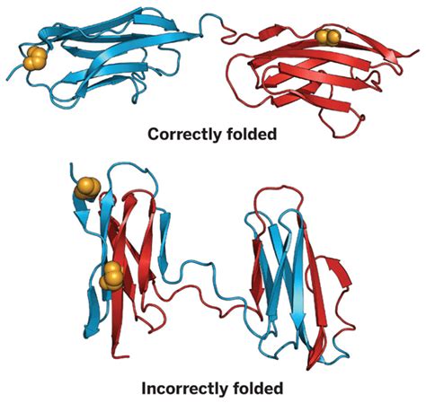 The folding and misfolding of multidomain proteins - muktibox.com