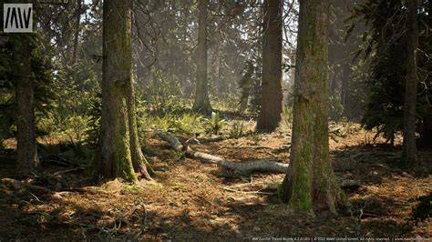 The forest biome - University of California Museum of Paleontology - raincitystudios.com